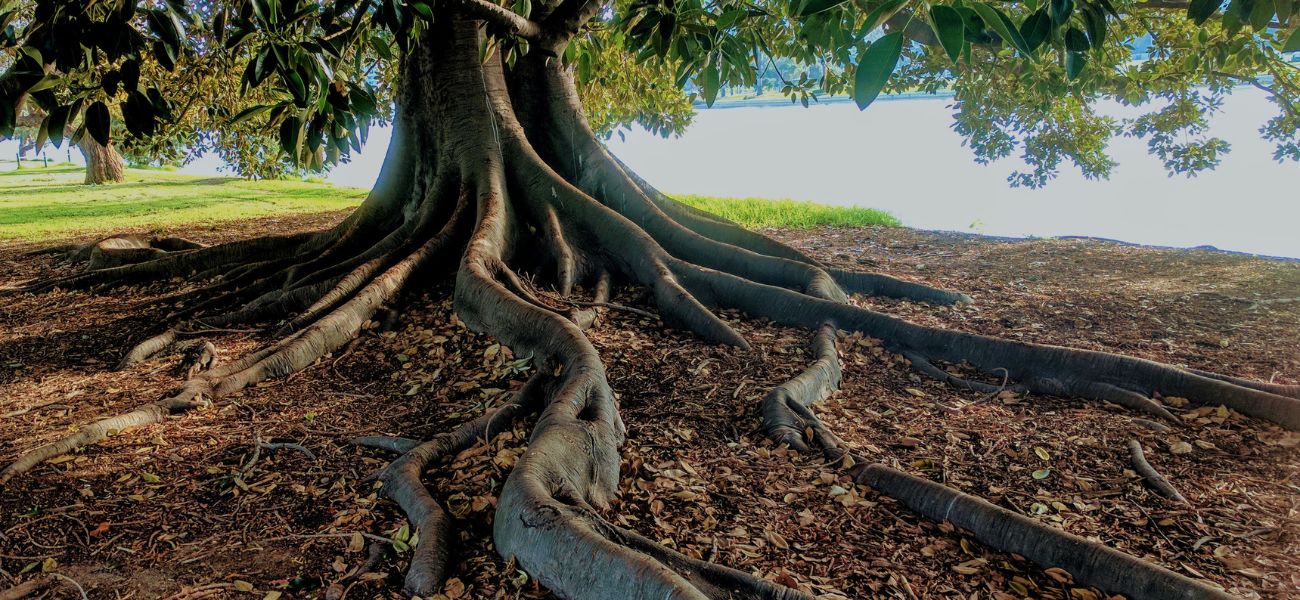 Fotografía de un árbol con raíces grandes